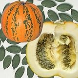 【メール便配送】　国華園　野菜たね　カボチャ　F1ストライプペポ　1袋(15粒)【※発送が国華園からの場合のみ正規品です】