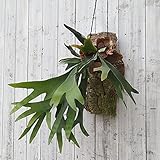 [ギフトに]コウモリラン ネザーランド　コルク仕立て　大型タイプ[プラティセリウム アルシコルネ] ノーブランド品