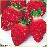 苺（イチゴ）　宝交早生の苗（3苗セット）