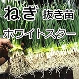 ねぎ 苗 ホワイトスター 抜き苗 50本 ネギ
