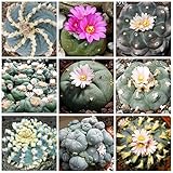 235.ウバタマサボテン属（ロフォフォラ） (Lophophora mix　10粒) [並行輸入品]