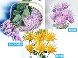 精興園 菊苗 食用菊 秋の恵（黄）・延命菊（桃）・もってのほか（桃） 3種各2本　計6本