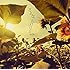 ircle「さよならリリー」