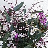 ハーデンベルギア：花色3色ミックス6号鉢植え ノーブランド品