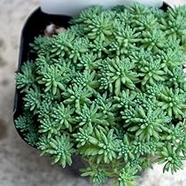 61RdckRe7dL._AC_UL210_SR210,