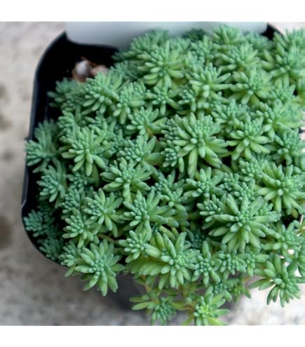 Amazon｜多肉植物 セダム つぶつぶ屋 おひめ 抜き苗｜観葉植物