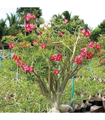 Amazon.co.jp: 【種子】アデニウム・獅子葉 葉巻 ドーセットホーン 5s