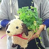 シュガーバイン 癒し系の観葉植物 白い犬　わんわんバスケット 誕生日プレゼントに贈る花 オープン祝いの花ギフト