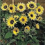 サンフラワー（ヒマワリ） MOON WALKER 種子