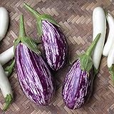 [ジューシーでおいしい紫茄子　縞模様がきれい！野菜タネ]ナス：アレキサンドラの種　2袋セット