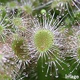 (食虫植物)モウセンゴケ プルチェラ 3号(1ポット) 本州・四国限定[生体]