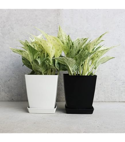 Amazon.co.jp: 観葉植物 ポトス ステータス フェンス仕立て 7号鉢