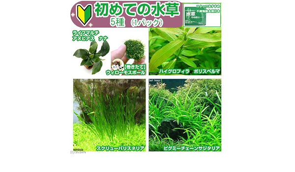 Amazon 水草 初めての水草 ５種 １パック 水草その前に １ｇ ２ｌ用 説明書付 本州四国限定 Charm チャーム 生体水草 通販