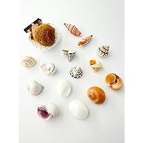 61RlSMJs7pL._AC_UL210_SR210,