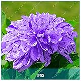 2本真のダリアの球根多年草の花盆栽の植物の種子DIYホームガーデンメキシコDIY最新25色（ダリア種）12
