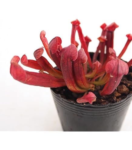 食虫植物　セファロタス　フォリキュラリス　Eden Black CZP Amazon.co.jp: Cephalotus follicularis Eden Black Cedric