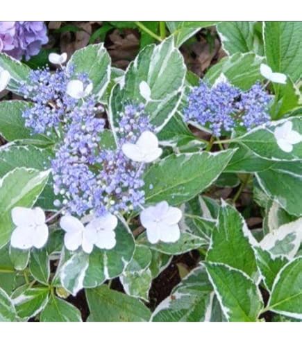Amazon.co.jp: ガクアジサイの苗（抜き苗）紫陽花 1苗 : DIY・工具