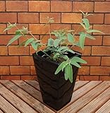 非耐寒性常緑高木 レモンユーカリ 7号鉢　初年度物