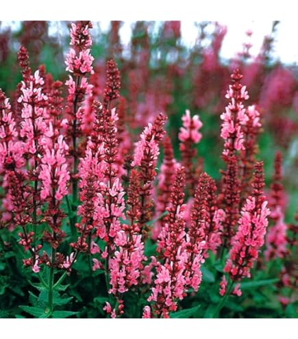 栄養系サルビア　ローマンレッドとリトルバードおしゃれな4寸鉢ごと2個 苗　植物 栄養系サルビア ローマンレッドとリトルバードおしゃれな4寸鉢ごと2個