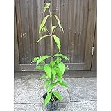 S2-アラカシ　単木　樹高80cm前後　5本セット