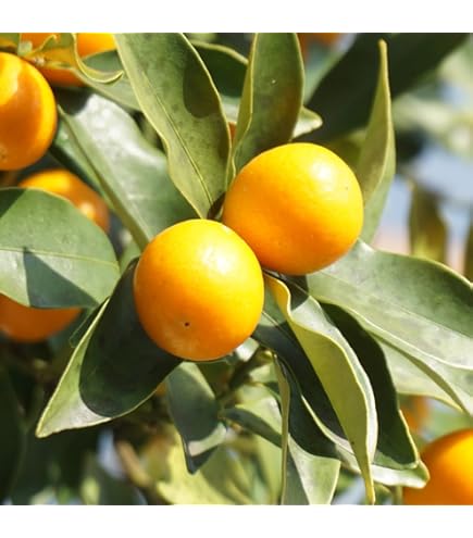 Amazon.co.jp: 苗/苗木 【5本セット】 金柑・ぷちまる PVP 樹高0.4m