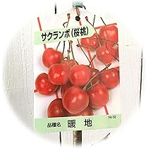 さくらんぼ Amazon.co.jp: サクランボ 苗木 暖地桜桃 12cmポット苗 だんち
