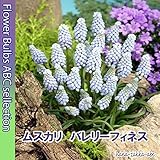 ★【希少なムスカリ】ムスカリ・バレリーフィネス・５球【秋植え球根】【オランダからの花便り】