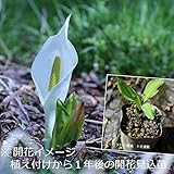 【紫桜館山の花屋】ミズバショウ 10.5cmポット苗 (5ポットセット)