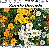 ジニアリネアリス（細葉百日草） プチランド3色ミックス植え 9cmポット苗 5ポットセット