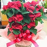 真っ赤なポインセチア「ウィンターローズ」5号鉢植えかご付　クリスマスフラワー　　お届け日時指定できます。