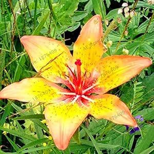 Amazon 大規模な販売 100pcs Bag家庭と庭のためのリリウムのフロース二重の花のplantas Liliumの花の盆栽の鉢植え植物 2 アートフレーム ポスター オンライン通販