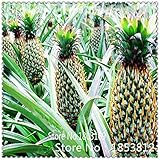 1Bag = 100本パイナップルの種のフルーツ種子グリーン種子レアエキゾチックな盆栽鉢植えギフト工場デコレーションホーム＆ガーデン