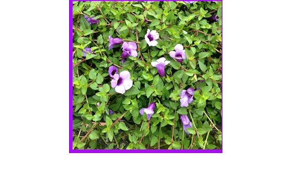 Amazon 夏色満開 可憐で鮮やかな花 夏すみれ トレニア コンカラー 3 5号苗 花苗 花