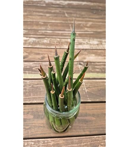 Amazon｜マングローブ オヒルギ 発根あり 苗 観葉植物 海干潟 水槽