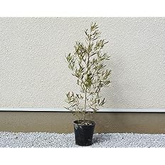 Amazon ドドナエア 約1cm 人気 プルプレア オージープランツ おしゃれ 鉢植え 紅葉 植木 苗 苗木 シンボルツリー 目隠し 庭木 和風 洋風 ガーデニング 新築 園芸 シルバー 鉢 木 お祝い 新築祝い 育てやすい ポップブッシュ 観葉植物 オンライン通販 Amazon ドドナエア 約1cm 人気 プルプレア オージープランツ おしゃれ 鉢植え 紅葉 植木 苗 苗木 シンボルツリー 目隠し 庭木 和風 洋風 ガーデニング 新築 園芸 シルバー 鉢 木 お祝い 新築祝い 育てやすい ポップブッシュ 観葉植物 オンライン通販