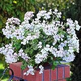 宿根草 【 ゼラニウム ( ゼラニューム ) サマーシャワー ホワイトブラッシュ 】１株