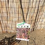 花梅 苗木 しだれ梅 (ピンク) 12cmポット苗 はなうめ 苗 ハナウメ