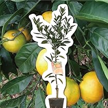 Amazon.co.jp: 日南1号 【特等2年生苗木】 苗木 みかんの木 接木苗