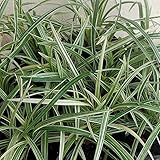 ヤブラン（リリオペ）：シルバードラゴン3.5号ポット 2株セット