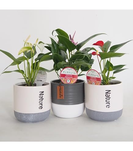 Amazon.co.jp: ITANSE ギフト アンスリウム おまかせ花色・品種