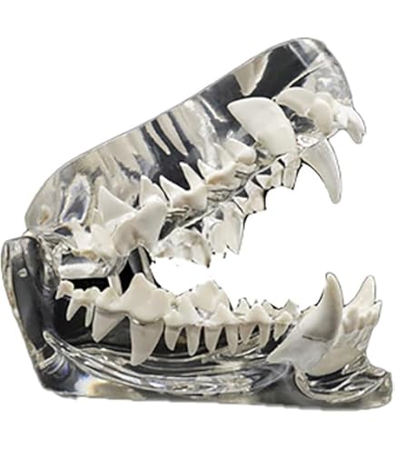 Amazon.co.jp: 獣医解剖学ペット虫歯スケルトン透明チャンピオン