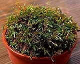 苔 (コケ) モストレ 育成キット (ツヤゴケ)