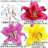 国華園　ユリ　超大人気大球カサブランカセット　4種20球　【※発送が国華園からの場合のみ正規品です】