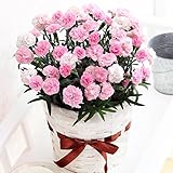 母の日 カーネーション バンビーノ ピンク バニラの香り 鉢花 フラワーギフト プレゼント 花