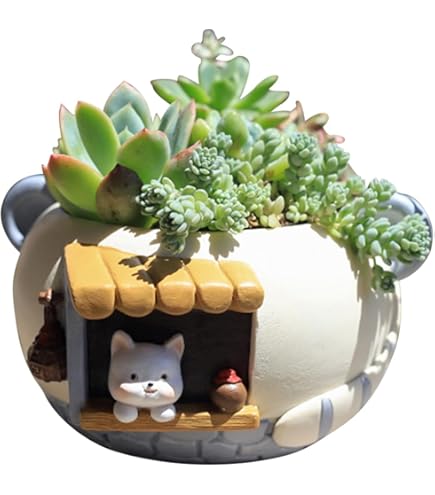 Amazon.co.jp: FLORIST SEKIDO 多肉植物 苗 セット 寄せ植え 福袋 種類