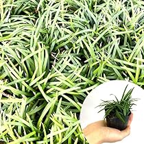 61S9dVcOLqL._AC_UL210_SR210,