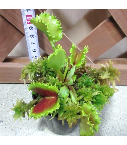 Amazon.co.jp: 大彰園ハエトリソウ赤系癒着系2種セット 食虫植物