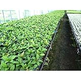 【10ポットセット】 ヤブコウジ 9cmポット 藪柑子 やぶこうじ 苗木 植木 苗 庭木 生け垣