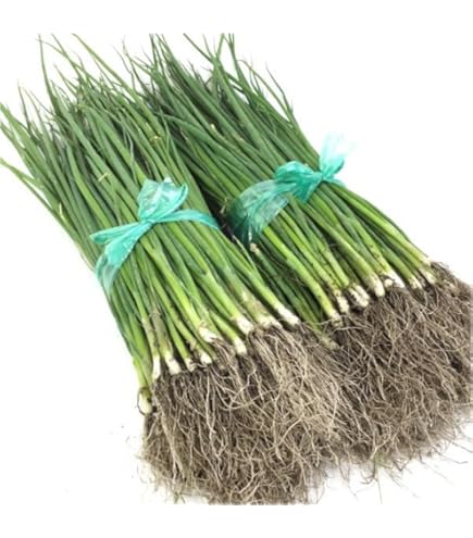 Amazon.co.jp: タマネギ苗 中生 【みつのぶ農園】 (5000本) : DIY