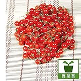 マイクロトマトレッド3号ポット 3株セット[小粒の実がなる超ミニトマトの苗] ノーブランド品